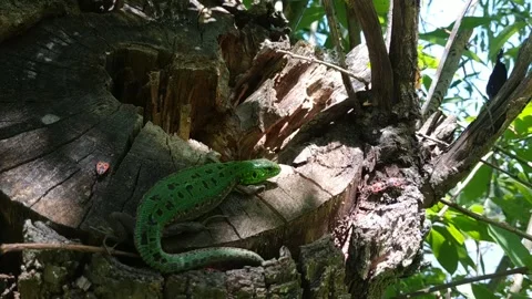 Lizard in the Wild: Close-Up of a Reptile on the Move Stock Footage 303395933