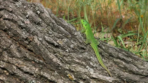 Lizard in the wild Stock Footage 23207720