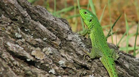 Lizard in the wild Stock Footage 23207723