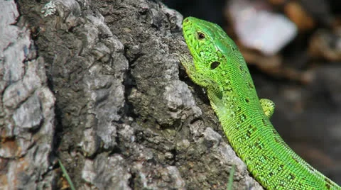 Lizard in the wild Stock Footage 23207727