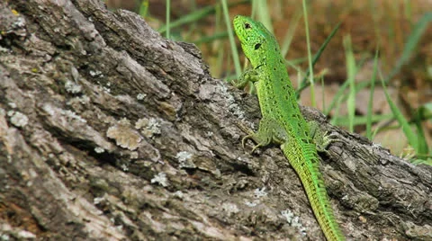 Lizard in the wild Stock Footage 23207731