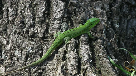 Lizard in the wild Stock Footage 23207746