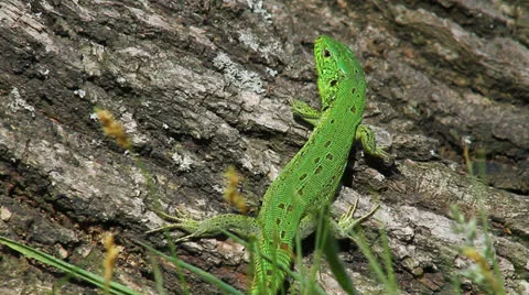 Lizard in the wild Stock Footage 23207807