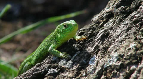 Lizard in the wild Stock Footage 23207813