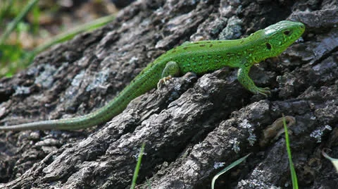 Lizard in the wild Video stock 23207817