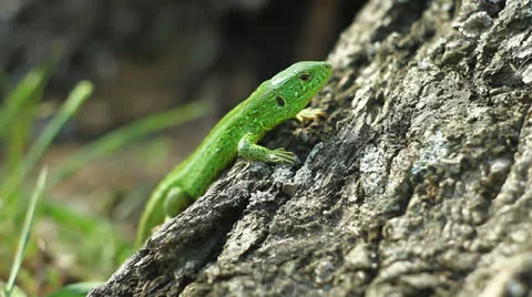 Lizard in the wild Stock Footage 23207835