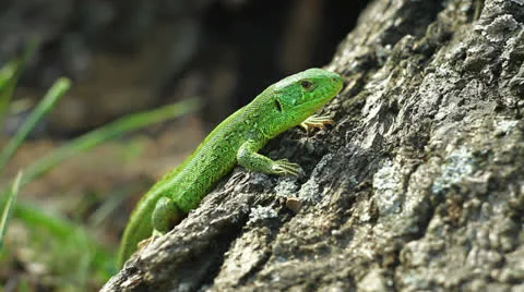 Lizard in the wild Stock Footage 23207871