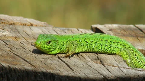 Lizard in the wild Video stock 23207874