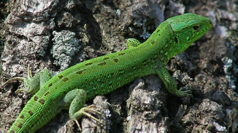 Lizard in the wild Stock Footage 23207938