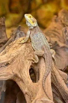 Lizard in the wild Foto stock