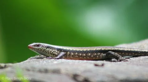 Lizard in the wild Stock Photos