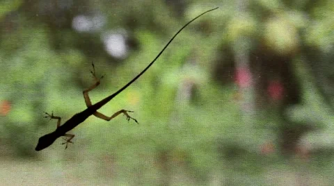 Lizard on window in front of garden Stock Footage 48744529
