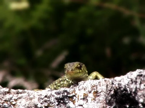 Lizard Wink Stock Footage 490087