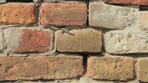 Lizard without a tail on the brick wall Stock-Footage 51676563