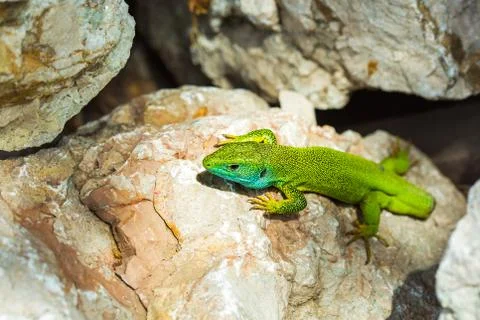 Lizard without a tail (Lacerta viridis) Stock Photos