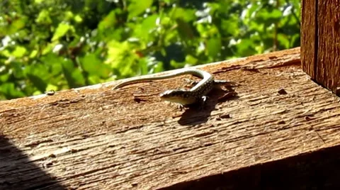 Lizard on the wood Stock Footage 8693612