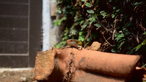 Lizard in the wood Stock Footage 119453570