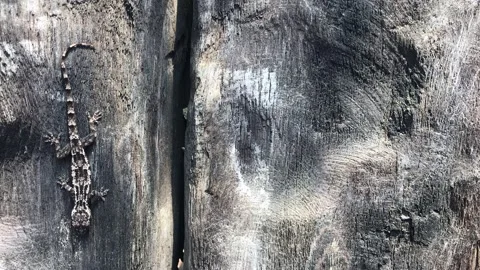 Lizard On Wood Stock Footage 197784434