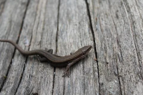 Lizard on wood Stock Photos
