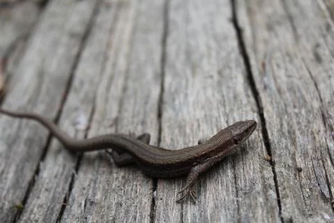 Lizard on wood Stock Photos