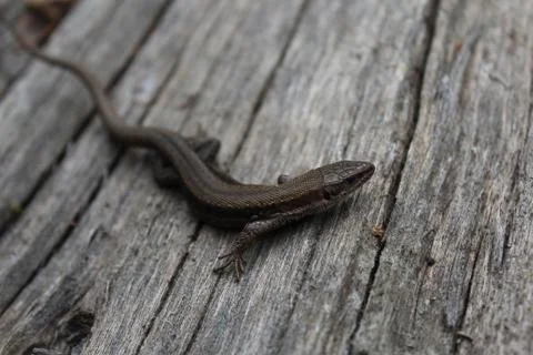 Lizard on wood Stock Photos