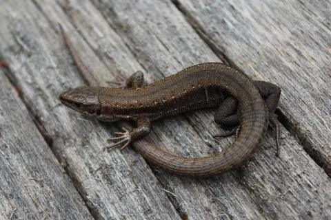 Lizard on wood Stock Photos