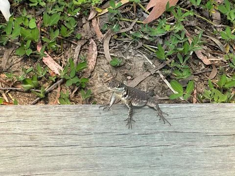 Lizard on the Wood Stock Photos