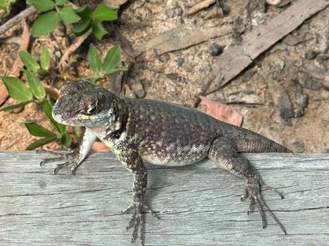 Lizard on a Wooden Board Stock Photos