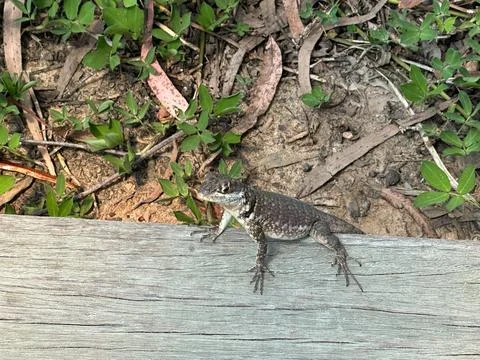 Lizard on a wooden log Stock Photos