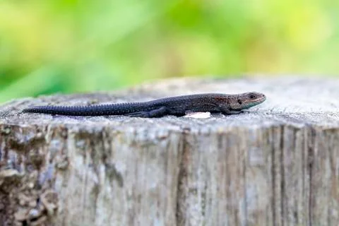 Lizard - wooden posts Photos