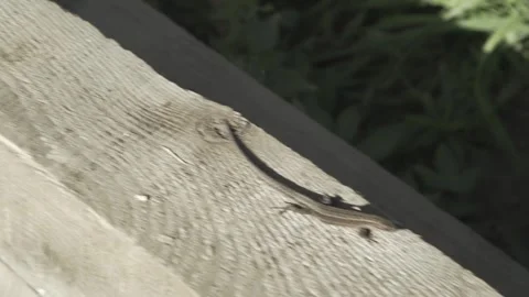 Lizard on a wooden surface, walnut lizard in the sun Stock Footage 285141832