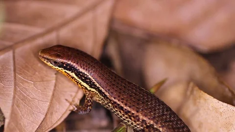 Lizard a worried and closes his eyes. Bronze Grass Sun Skink Stock Footage 71612342