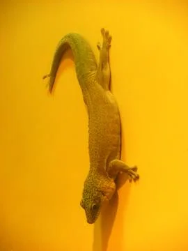 Lizard on yellow wall Stock Photos