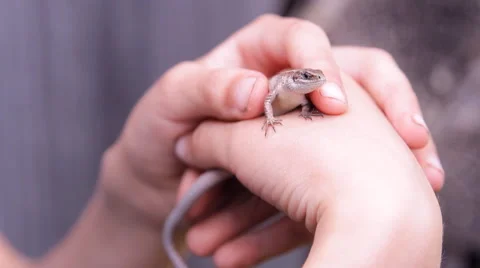 Lizard in your hands, arms Stock Footage 53174945