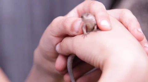 Lizard in your hands, arms Stock Footage 53174951