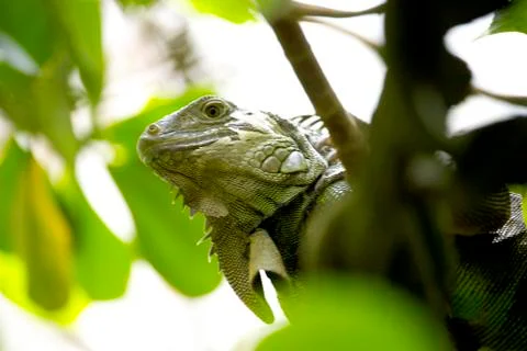 Lizard at zoo Stock Photos