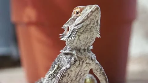 Lizard Zoomout Vidéo 16240232