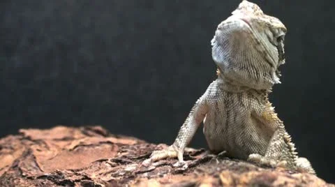 Lizard02 Vidéo 8846432