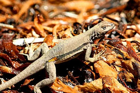 Lizard1 Stock Photos