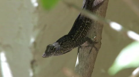Lizard2 Видео 324757