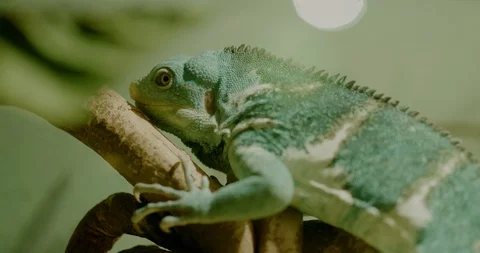 Lizard_001 Stock Footage 125792004