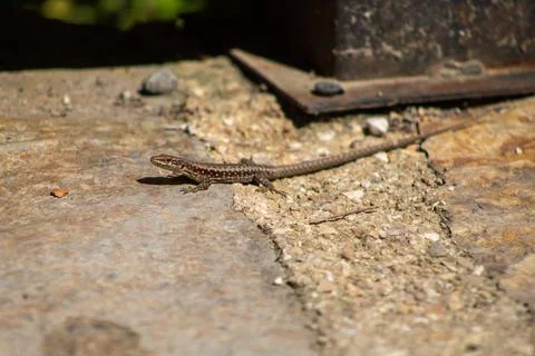 Lizard_2042 Stock Photos