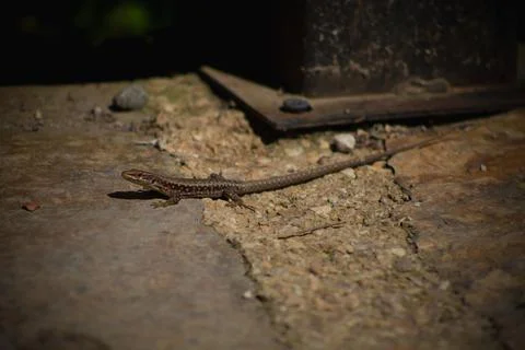 Lizard_2043 Stock Photos