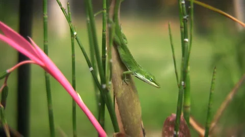 Lizardclose Stock Footage 2305697