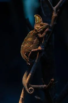 Lizard,dragon , Chameleon , Blue-crested Lizard , Indo-Chinese Forest Lizard Stock Photos