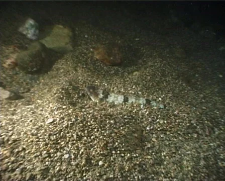 Lizardfish (C105) Video stock 104356