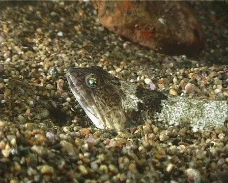 Lizardfish (C106) Video stock 104368