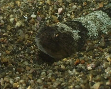 Lizardfish (C108) 動画素材 104381