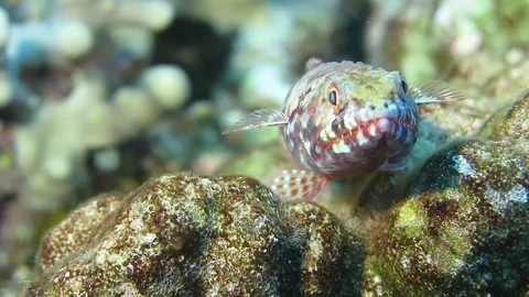 Lizardfish close up shot Stock Footage 71154165