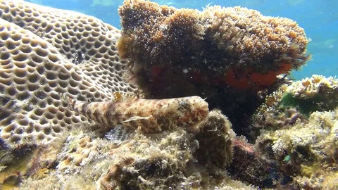 Lizardfish in the lembeh strait Video stock 102906232